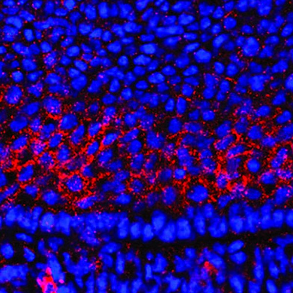 IF of molar tail stained with DSHB antibody 5D2-27 against CD44 (red) and DAPI (blue). Image credit: PMID: 32982773, Fig 1K’
